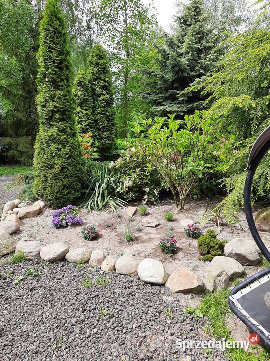 Sprzedam plantację borówki amerykańskiej Sierzchowy