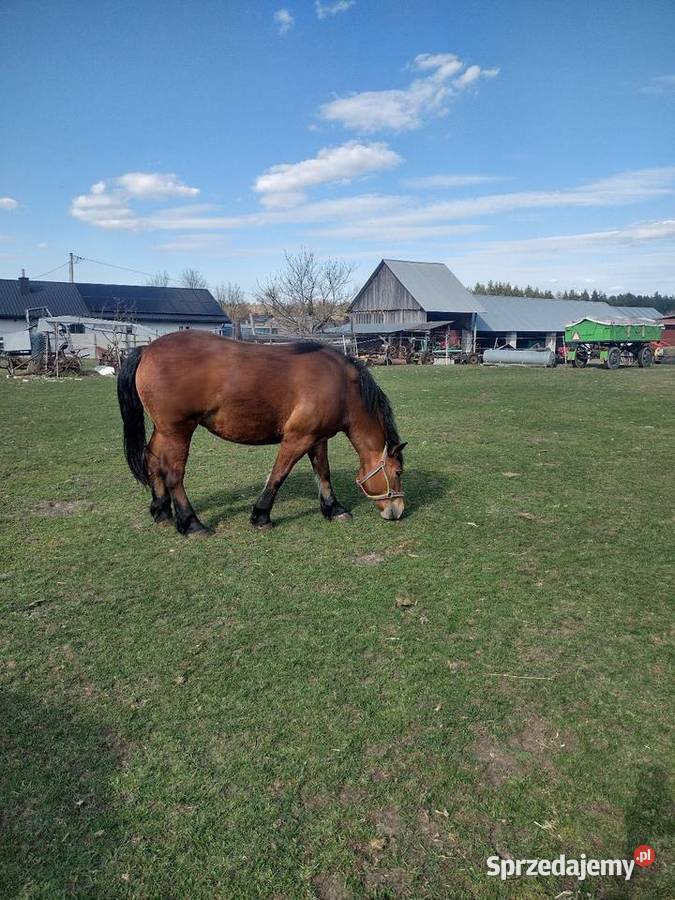 Sprzedam klacz zimnokrwista 2 lata lubelskie Majdan Gromadzki