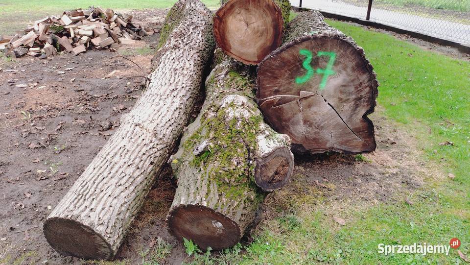 Drzewo Orzecha KlockiKłody podkarpackie Przeworsk