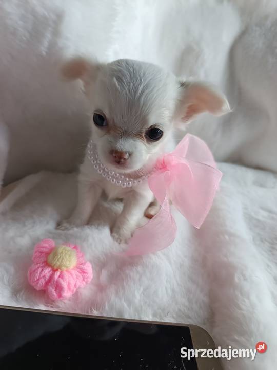 Chihuahua dziewczynka długowłosa suczka Inowrocław