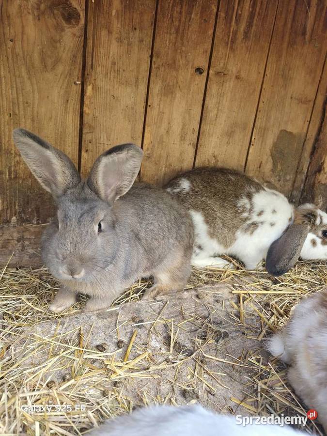 Samiczki rex trójbarwny i wiedeński podkarpackie Dylągowa