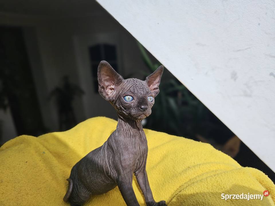 Kotka Sfinks kanadyjski Vascat EKKR FPL lubelskie Lublin