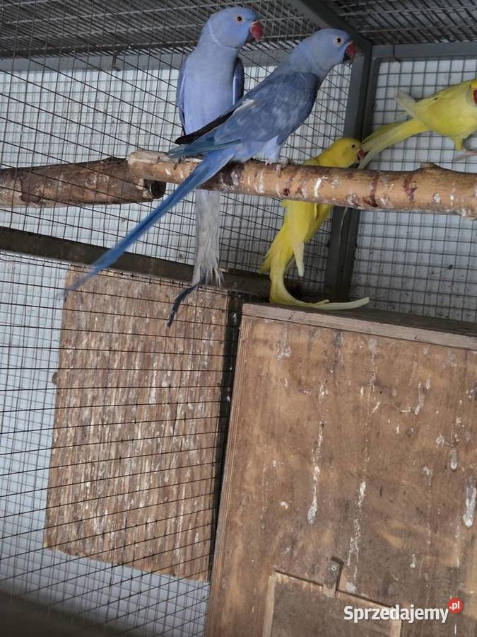 Papugi aleksandretty obrożne Biczyce Górne sprzedam