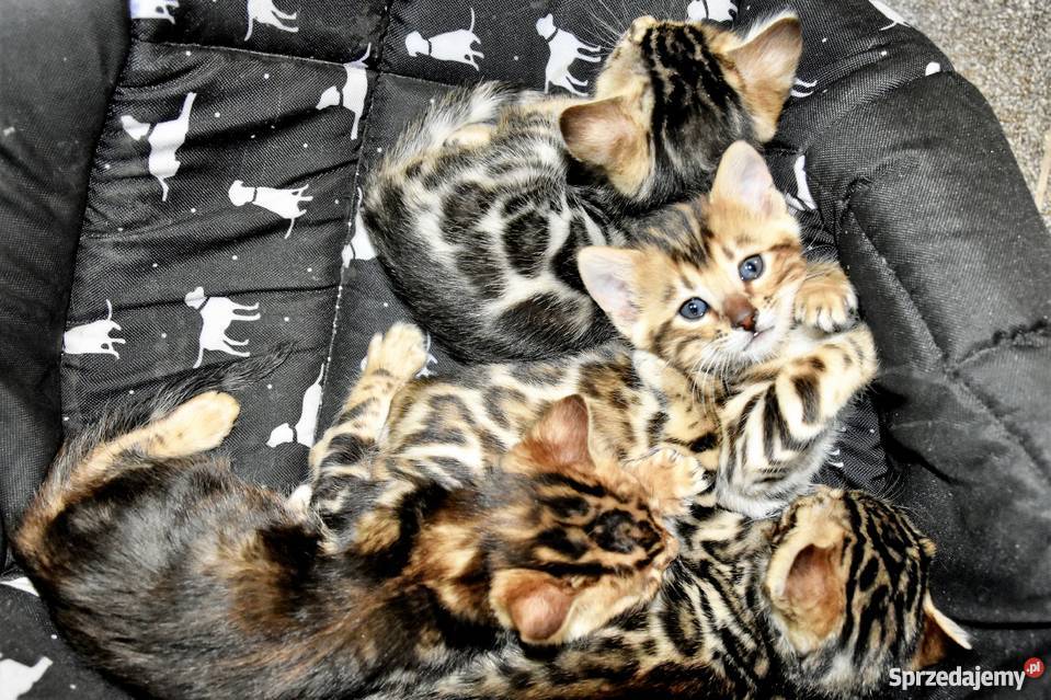 Kotka bengalska Szczecin