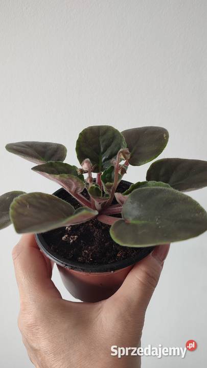 Sprzedam młode rrośliny odmiany CityLine Trendy Białystok