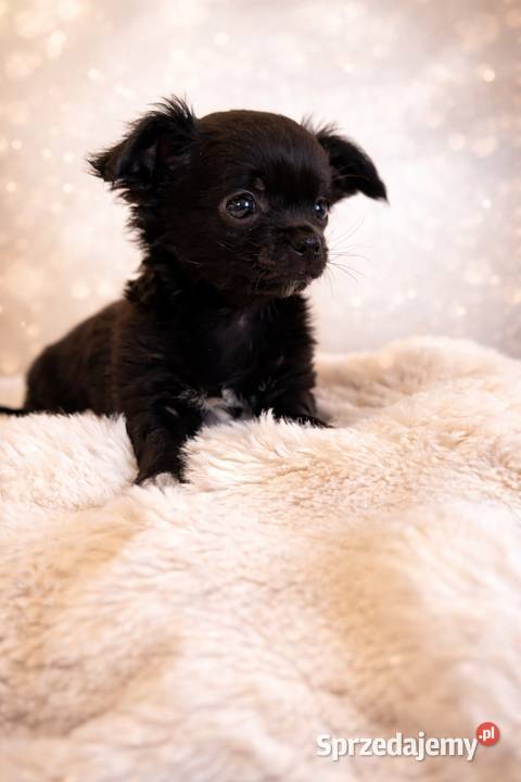 Chihuahua śliczny malutki piesek Sułkowice