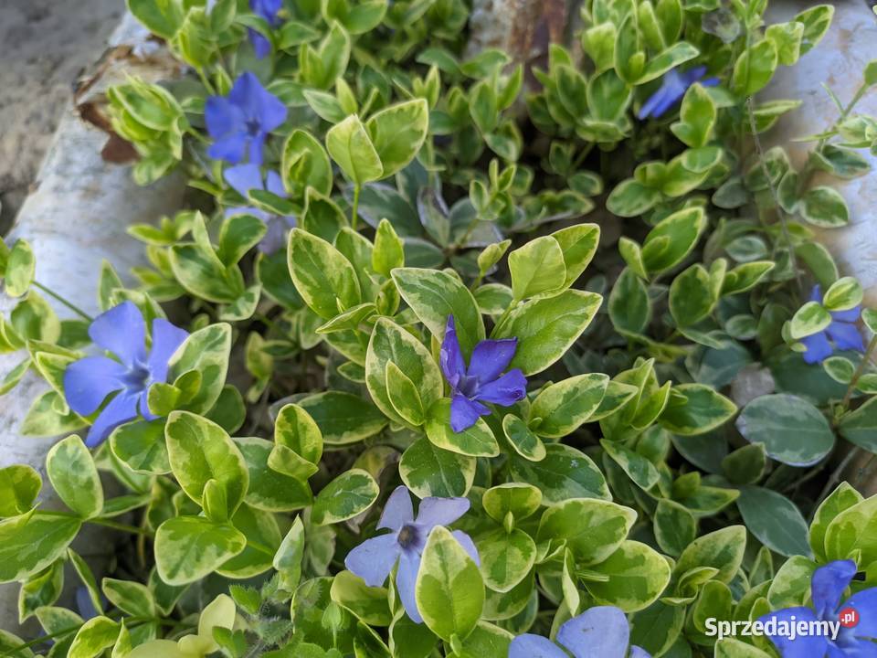 Barwinek Variegata Lublin sprzedam