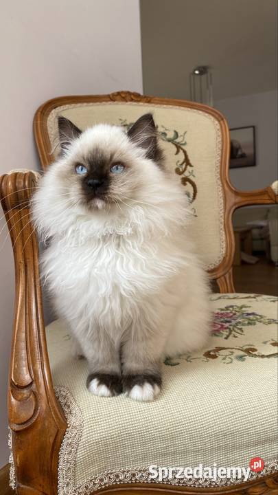 Kotki ragdoll gotowe do odbioru Grodzisk Mazowiecki