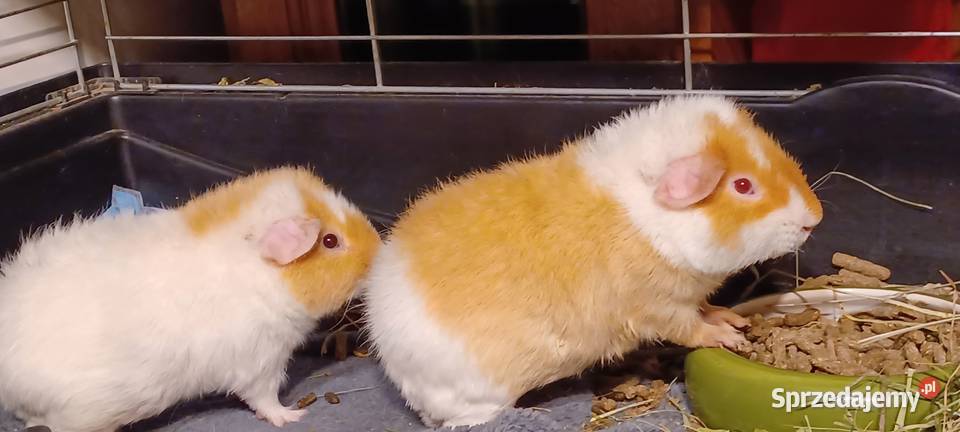 100 KLATKA 6 KILO VERSELE LAGA DOMEK POLAR Poznań sprzedam