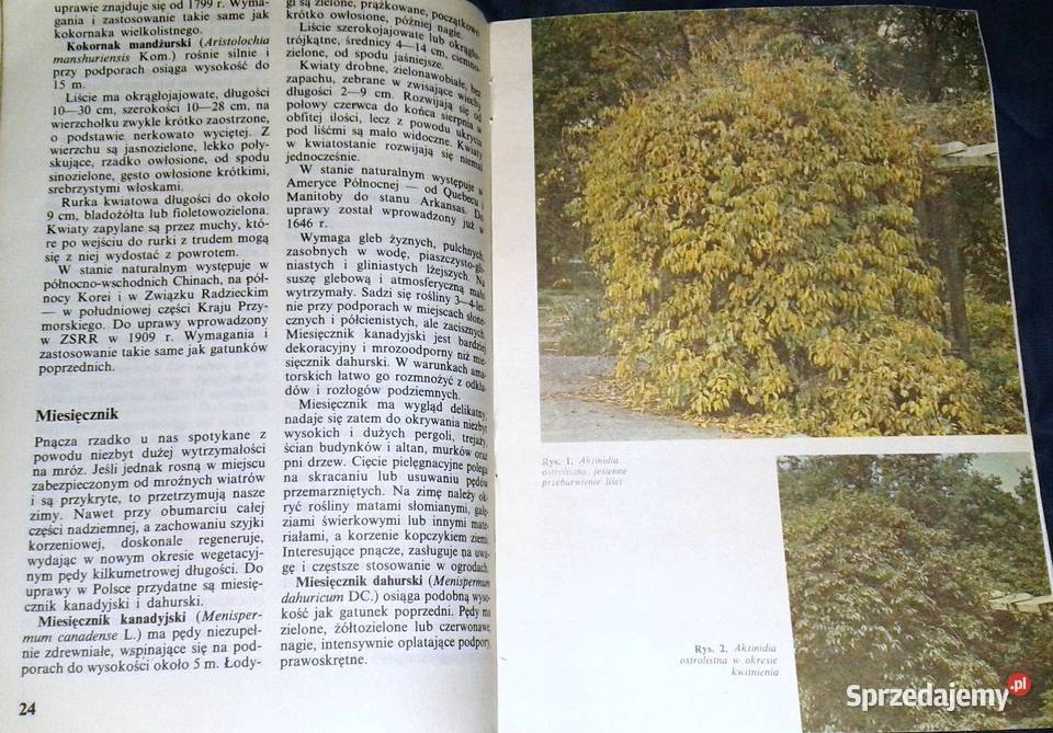 Pnącza ozdobne w ogródku Bluszcz powojnik M Rok wydania 1986 Chełm