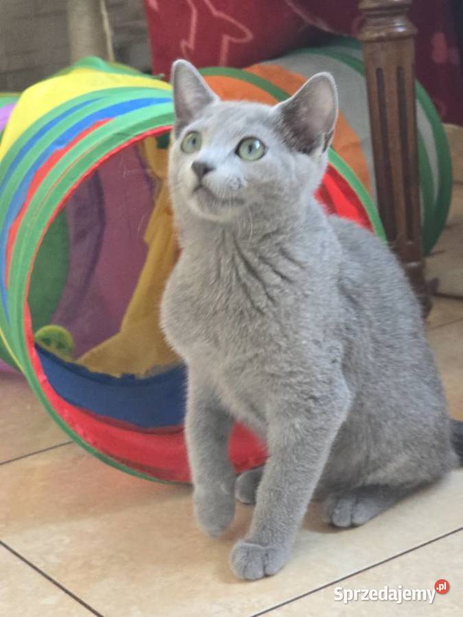 Rosyjskie Niebieskie Rosyjski mazowieckie Józefów