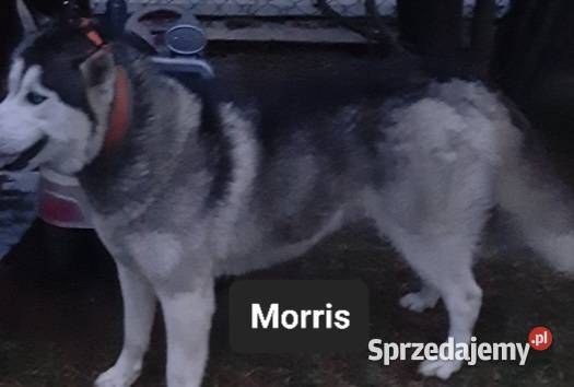 Zapowiedz miotu Reda