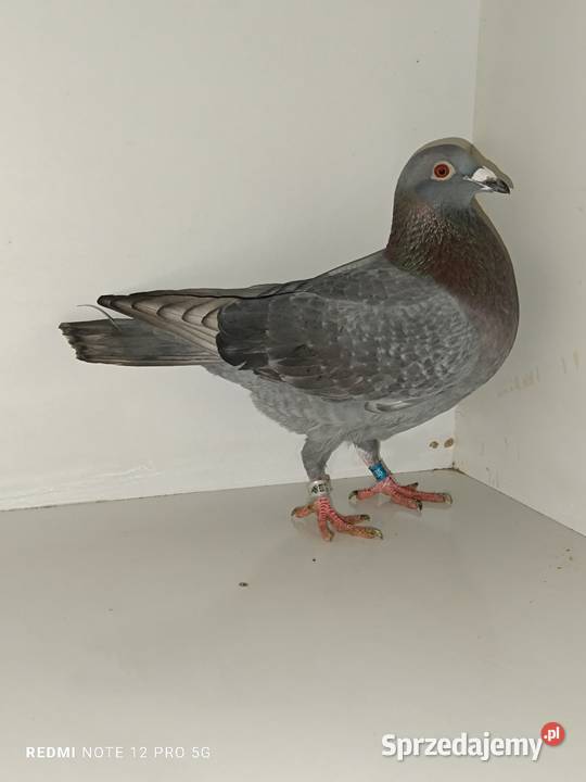 Gołębie pocztowe likwidacja hodowli Włocławek