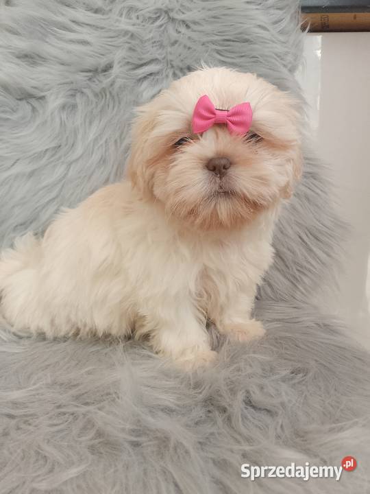 Unikatowa suczka rasy ShihTzu