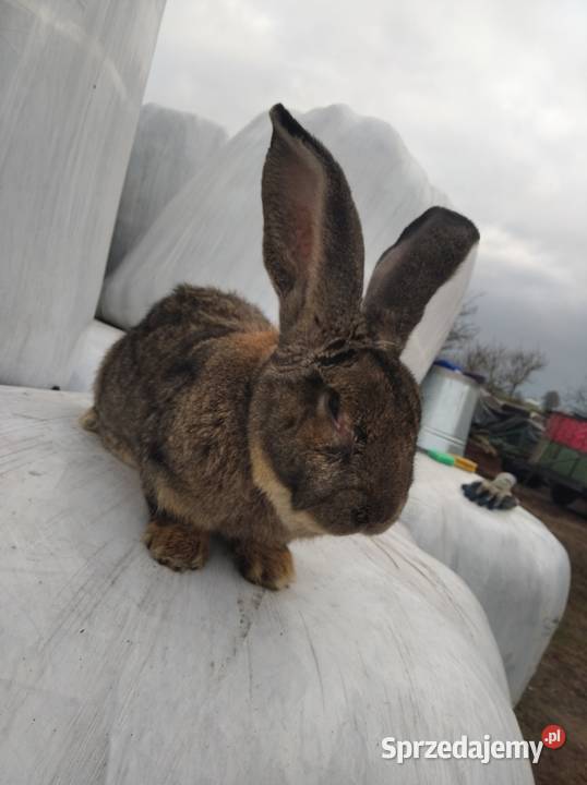 Sprzedam samca olbrzym belgijski Przeradz Wielki