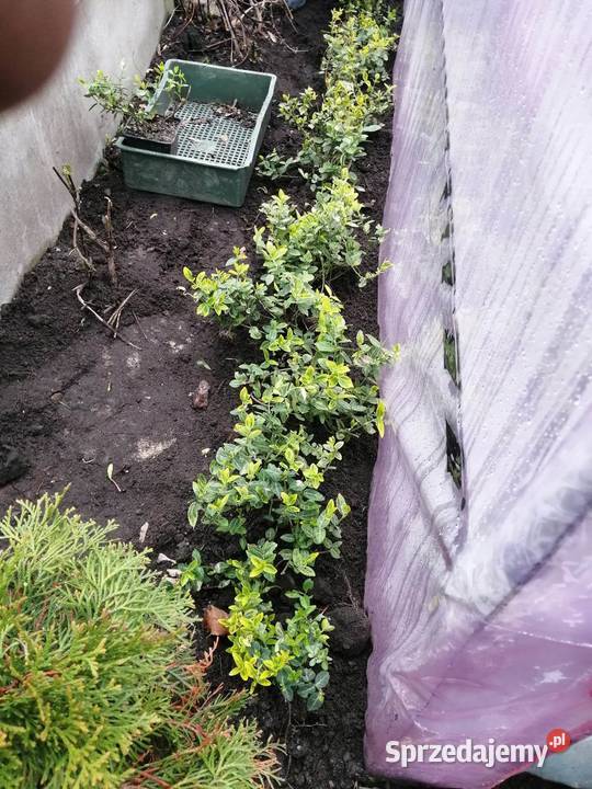 Thuja Szmaragd tuja 80 trzmielina bluszcz Poznań