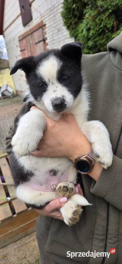 Karelski pies na niedźwiedzie lubelskie Turobin