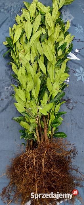 Laurowiśnia CAUCASICA sadzonki na żywopłot 6080 Kielce