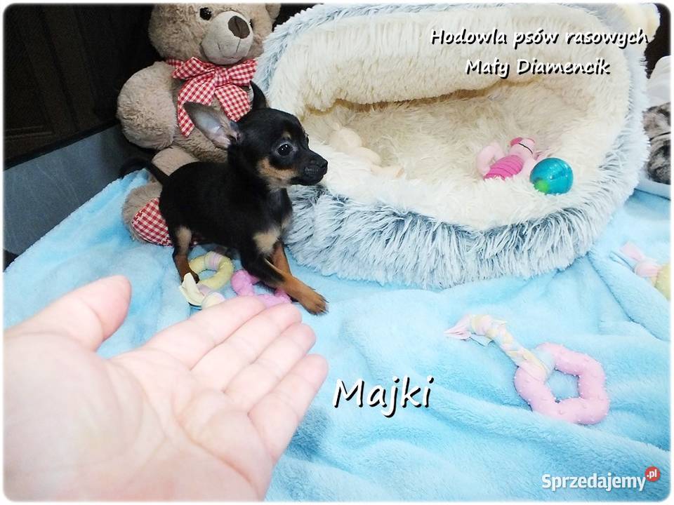 Maleńki Piesek MAJKI Pinczer miniaturowy Żary
