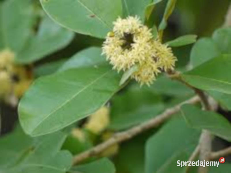 MANILKARA HEXENDRA Manilkara hexandra NASIONA kujawsko-pomorskie Lubanie sprzedam