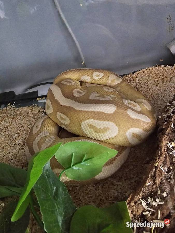 Pyton królewski python regius samiec banana Kraków sprzedam