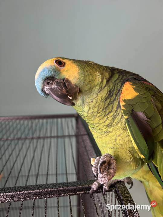 Amazonka niebiheskoczelna Grabowo Kościerskie