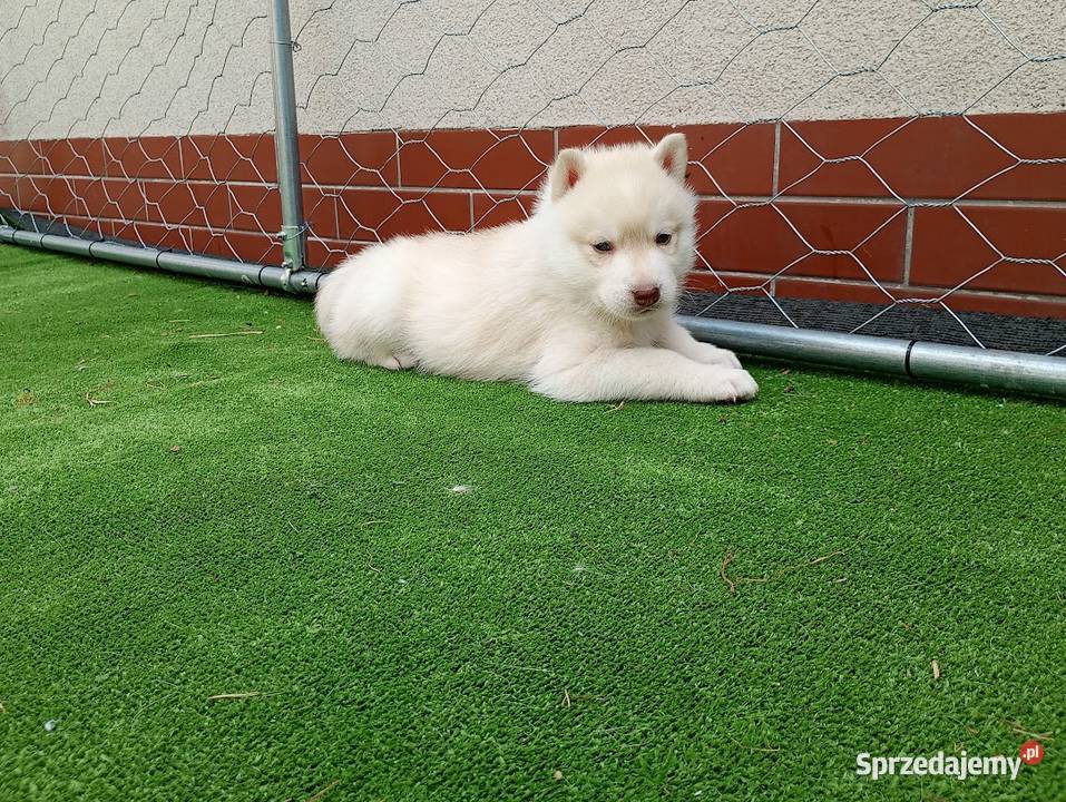 Siberian husky boy