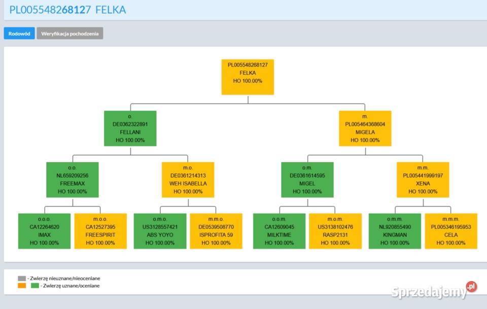 jałówki wysokocielne Pępowo