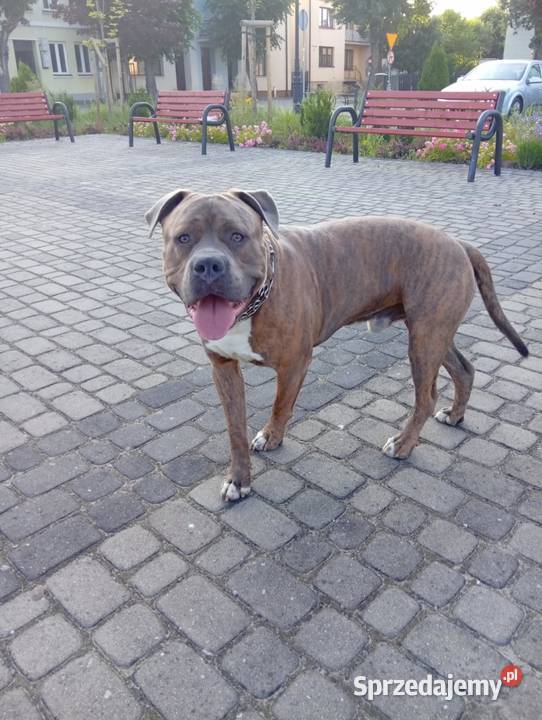 Reproduktor Amstaff Wyszogród