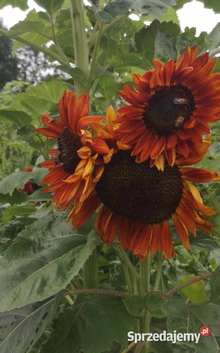 Kwiaty słonecznika kolorowe Bełżyce