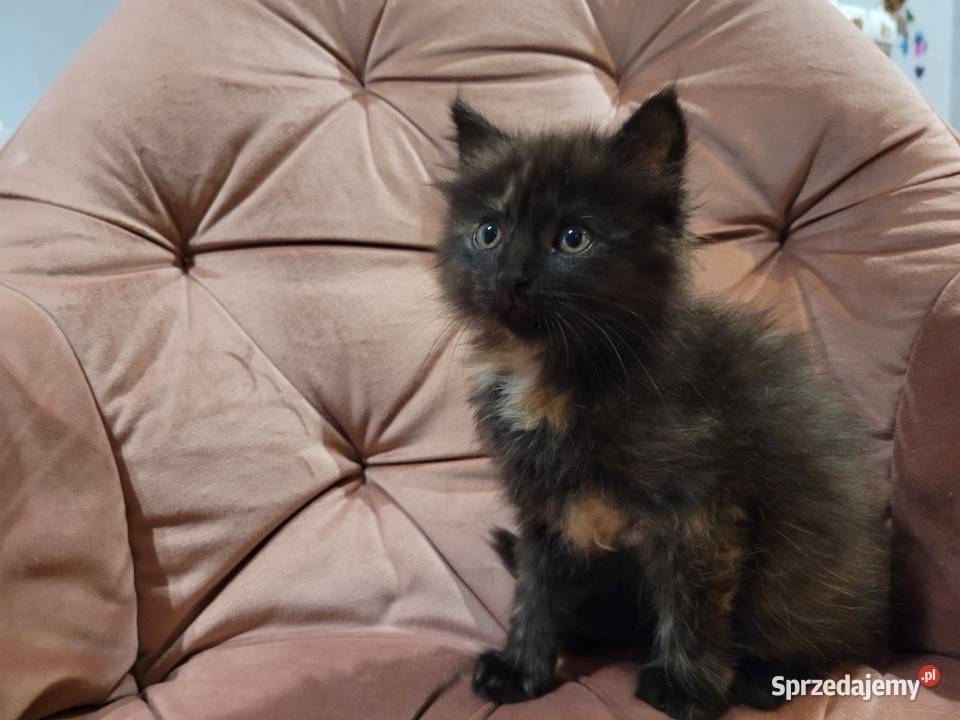 Maine Coon Zwierzęta Drygulec