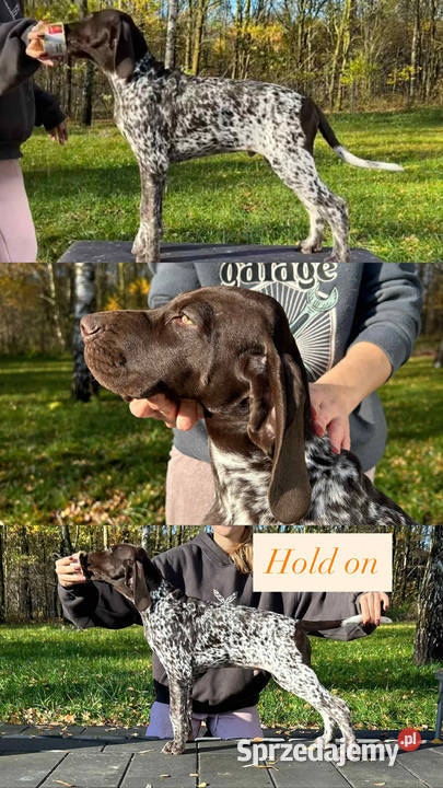 Wyżeł niemiecki krótkowłosy