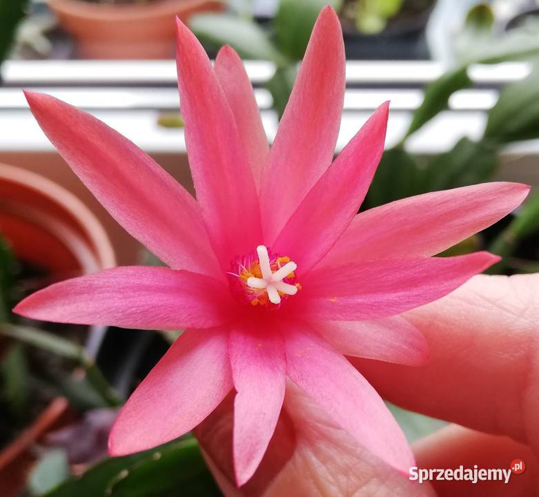 grudnik Rhipsalidopsis sadzonki szczepki kaktus Szczecin sprzedam