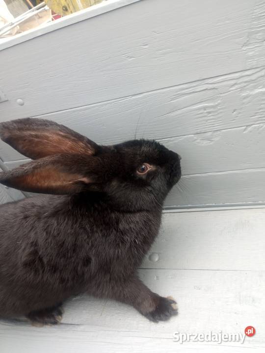 Króliki mieszance srokacz niemiecki młode biało Ryczywół