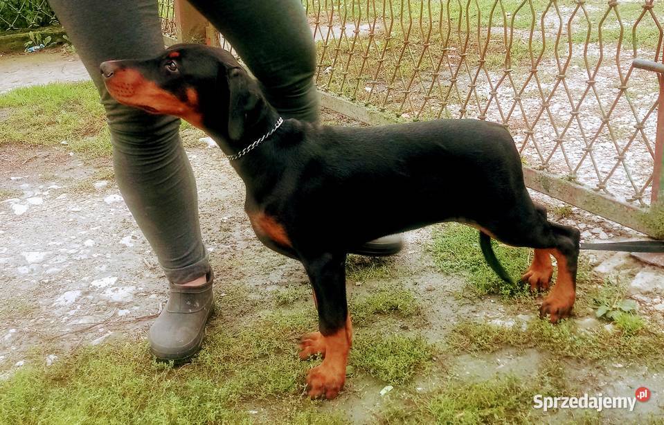 Doberman FCI ZKwP tanio