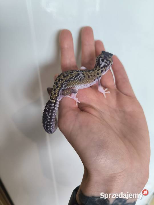 Eublefar lamparci pomorskie