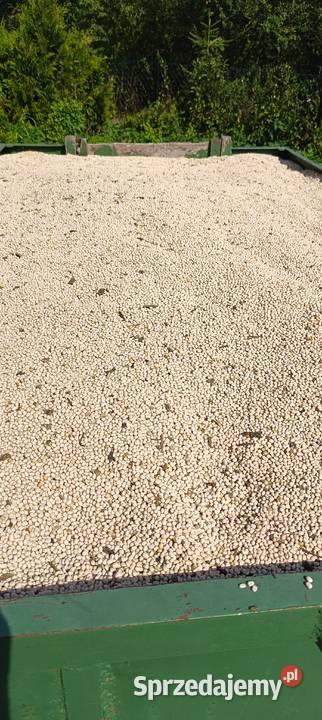 Łubin wąskolistny warmińsko-mazurskie Węgorzewo