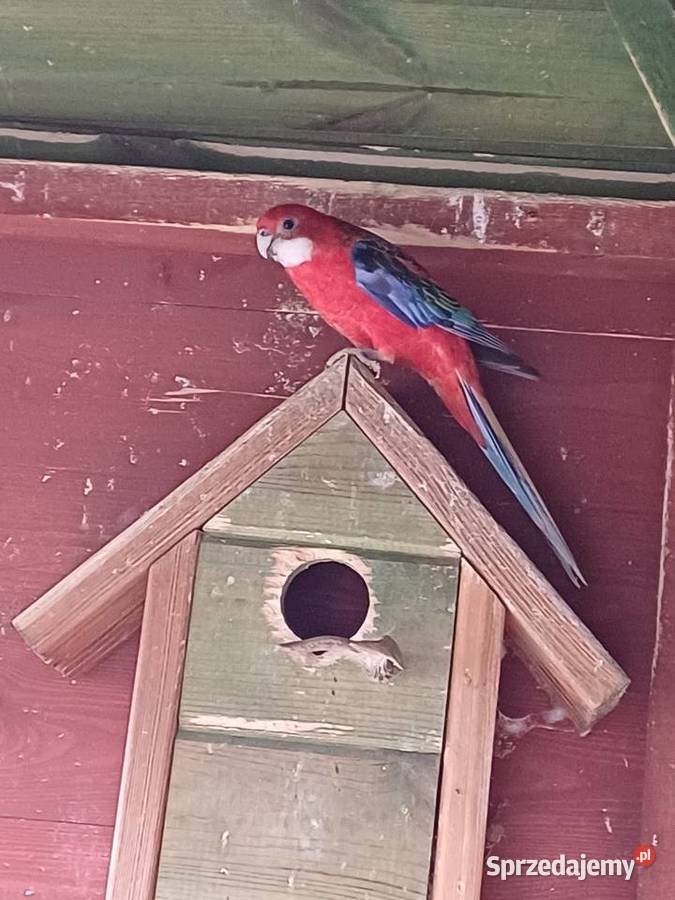 Papugi rozella białolica