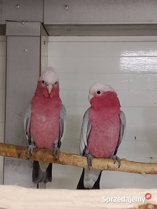 Kakadu różowe para opolskie Strzeleczki