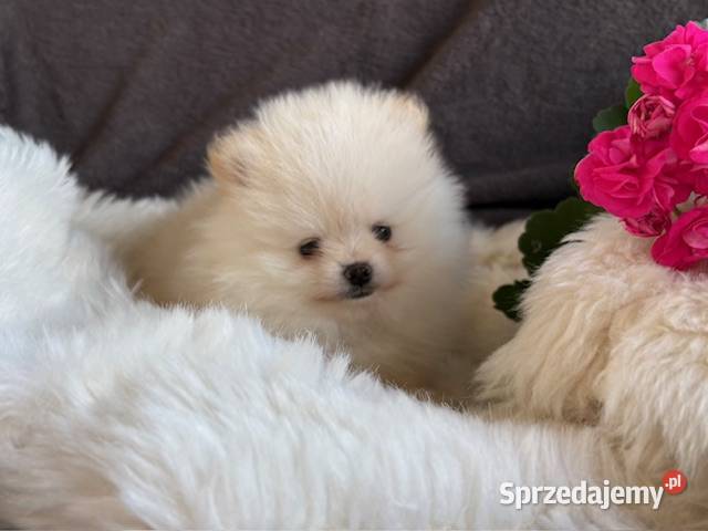 SZPIC MINIATUROWY POMERANIAN PIĘKNE DWA PIESKI Warszawa