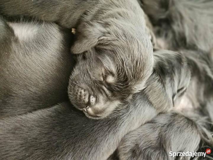 Szczeniaki Flat Coated Retriever