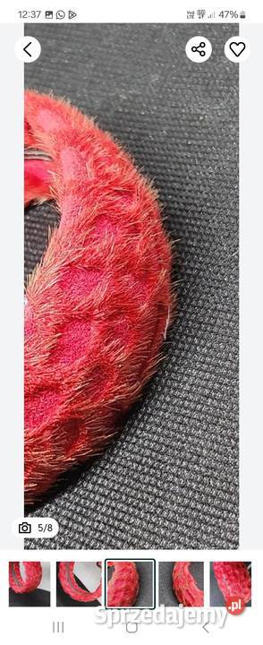 Bransoletka damska Tarantula śląskie Gliwice