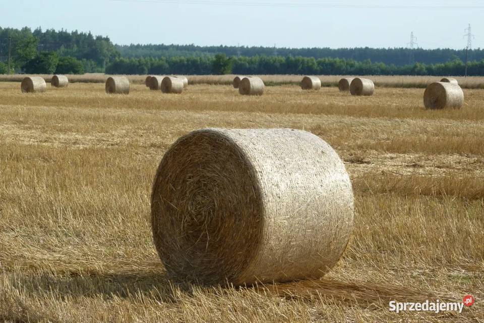 Słoma w belach 2023 ekologiczna z certyfikatem Turzystwo