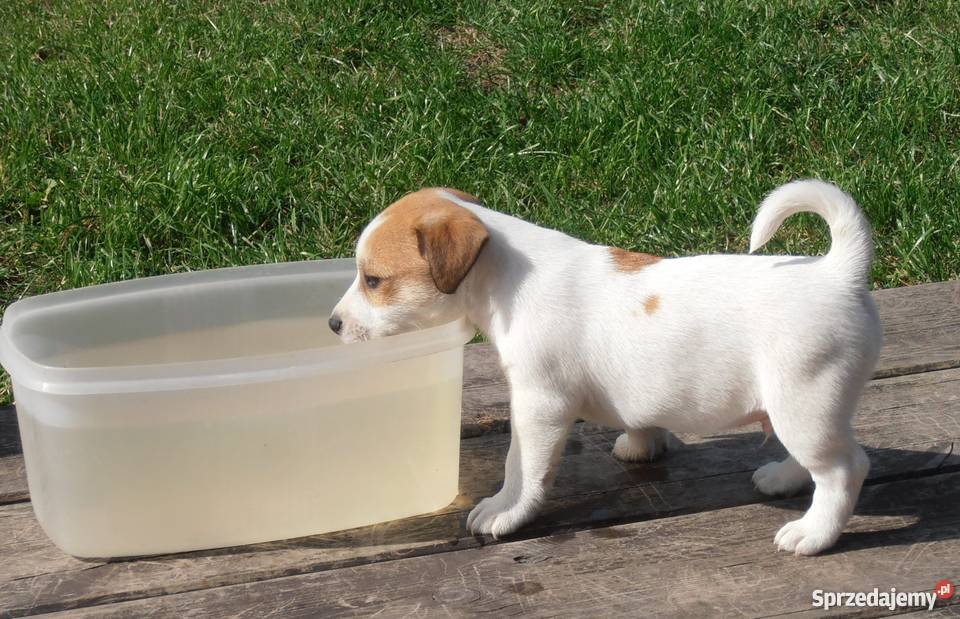 JACK RUSSELL TERRIER 100 GŁADKOWŁOSE metryka FCI Konstancin-Jeziorna sprzedam