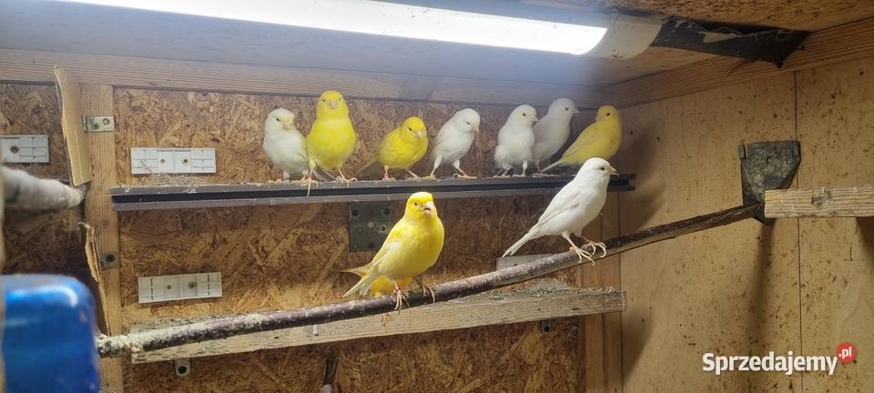 Kanarek kanarki stado 24 Likwidacja calość Katowice