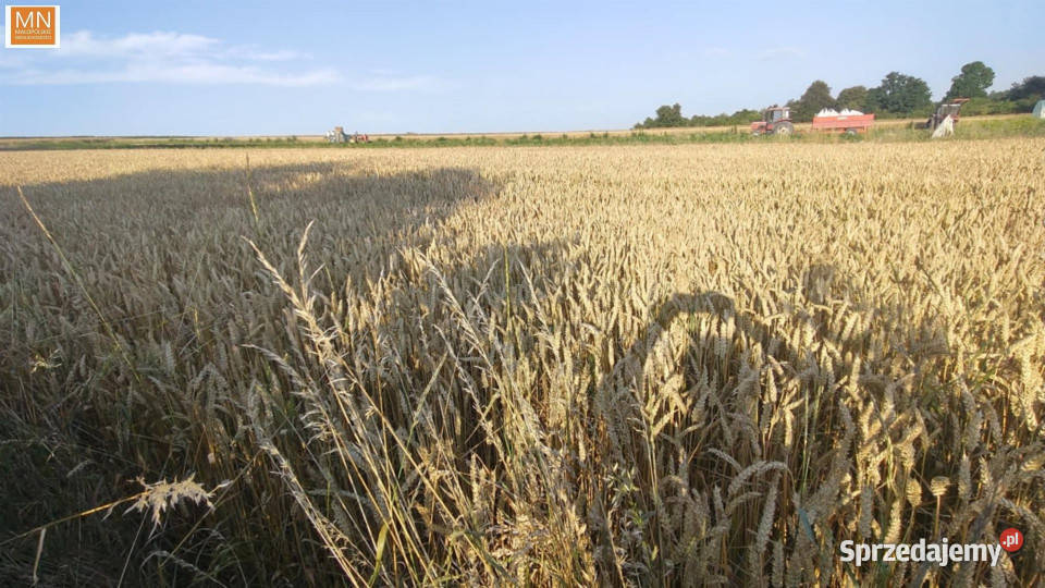 Ogłoszenie dom wolnostojący 159m2 Miechów Sprzedaż