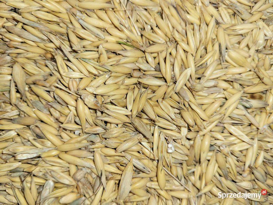 Sprzedam zboże owies łubin Lutomiersk sprzedam