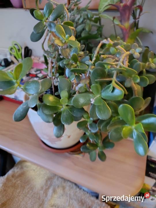 drzewko szczęścia pieniężne grubosz jajowaty wielkopolskie Poznań