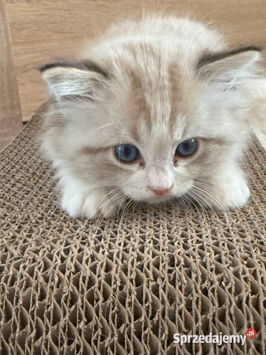 Ragdoll Elrond Hodowla Lazurowe Łapki śląskie Lubliniec