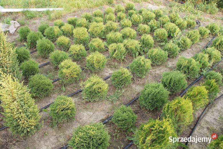 Tuja Tinetim 30 kulka Kraków Wawrzeńczyce